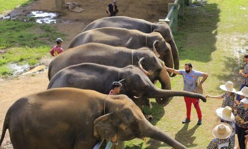 Mae Taeng Elephant Sanctuary a